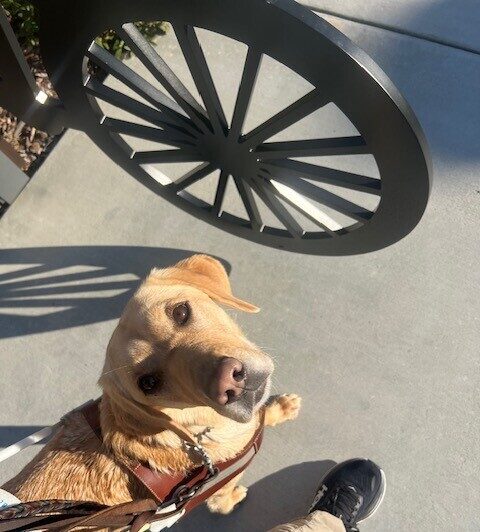 Emiko is in harness, looking up at her handler after she finds a bicycle training prop on campus. Her left paw is forward as if she is pointing to the obstacle.