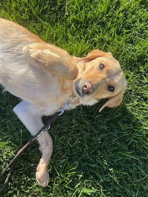 Emiko is laying on her back (belly up!) waiting for her obligatory belly rub. She is looking expectantly up and the camera in the lush green grass.