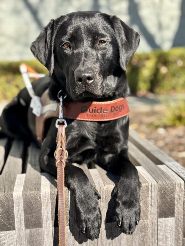 Gabby lays on a wooden platform wearing her guide dog harness. She is looking directly at the camera as her black fur glistens in the sunlight.