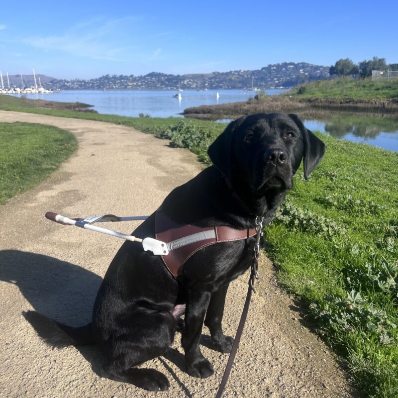 Gadget is wearing her harness and is looking up at the camera with a focused expression on her face. In the background is a winding path and the San Francisco Bay.