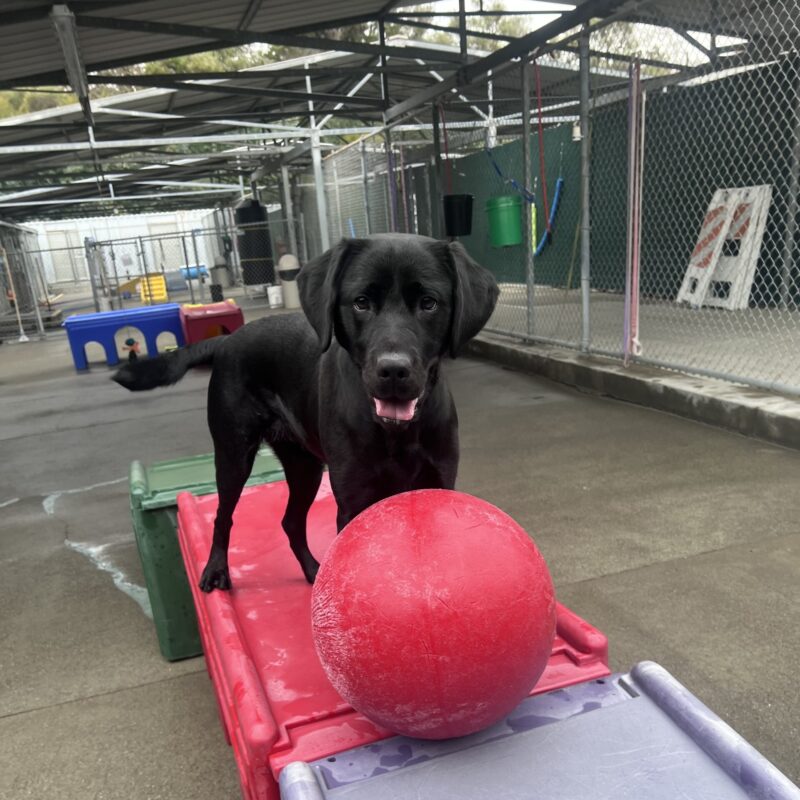 Gadget is standing on a red play structure in the community run area with a large red plastic ball in front of her. She is looking at the camera with her ears perked forward and her mouth open in a smile.