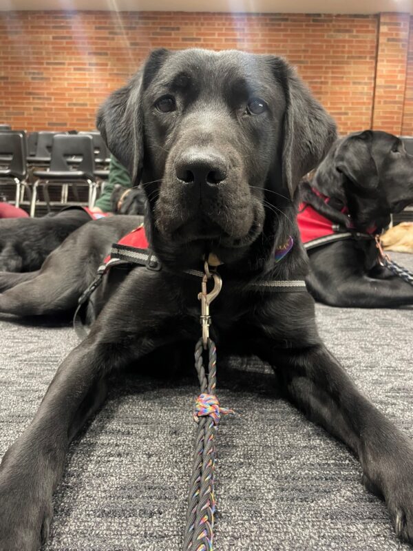 Black Lab Gondola laying on the floor of the training room, looking attentively at the camera