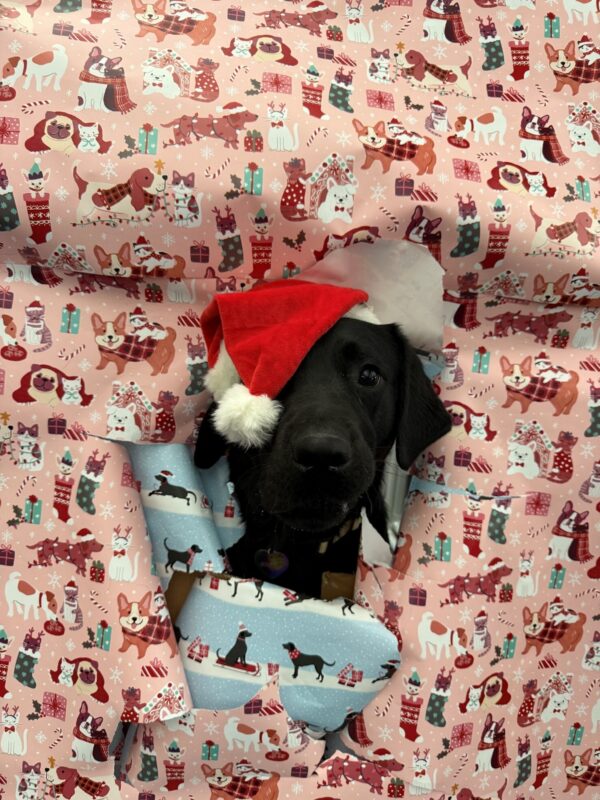 Gondola wearing a Santa hat posing in a photo where it looks like she's bursting out of christmas wrapping paper