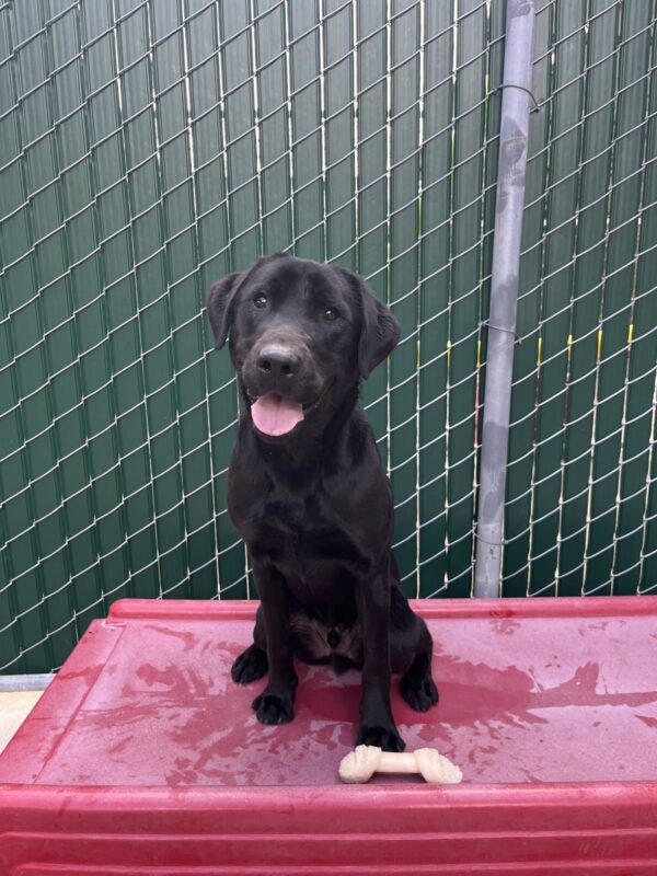 Harley is pictured smiling at the camera, off-leash, in a fenced-in community run area. He is sitting on a large red piece of furniture with a nylabone at his feet.