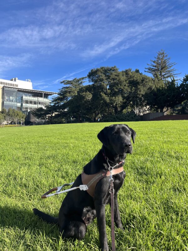 Harley is pictured sitting in harness staring at the camera. He is on a college university lawn and there is a bright blue sky, bright green grass and a large building in the back.