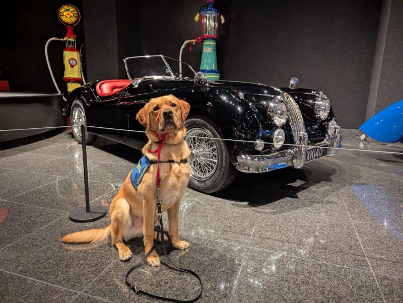 <p>Yellow Lab Hastings is wearing his blue vest while sitting  in front of a Jaguar car at a museum.</p>