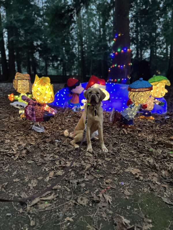 Hawk, a male yellow lab, sits on leaves in front of a display of Peanuts (Charlie Brown) characters skiing.