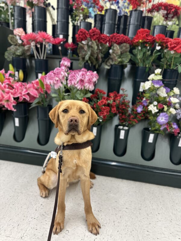 <p>A male yellow lab, Hawk sits in front of an array of pink to red artificial flowers. He is wearing his guide dog harness and is looking towards the camera.</p>