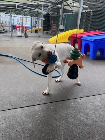 Pimlico happily engages with a hanging toy in community run, He is chewing on the toy with his head tilted sideways as he uses his paw to hold it in place.