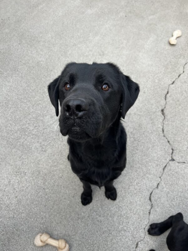 Nero is sitting and looking straight up at the camera. There is one bone in front of him and one behind him.