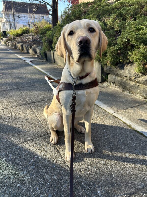 Nectarine sits in harness looking straight at the camera with her soulful eyes. In the background you can see some shrubs that line a street in San Rafael.