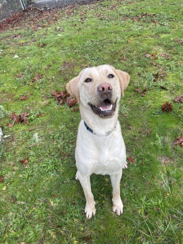 Booker, a handsome light yellow Labrador, is sitting in the grass and looking up at the camera. He has his ears perked up and an open-mouthed smile on his face.