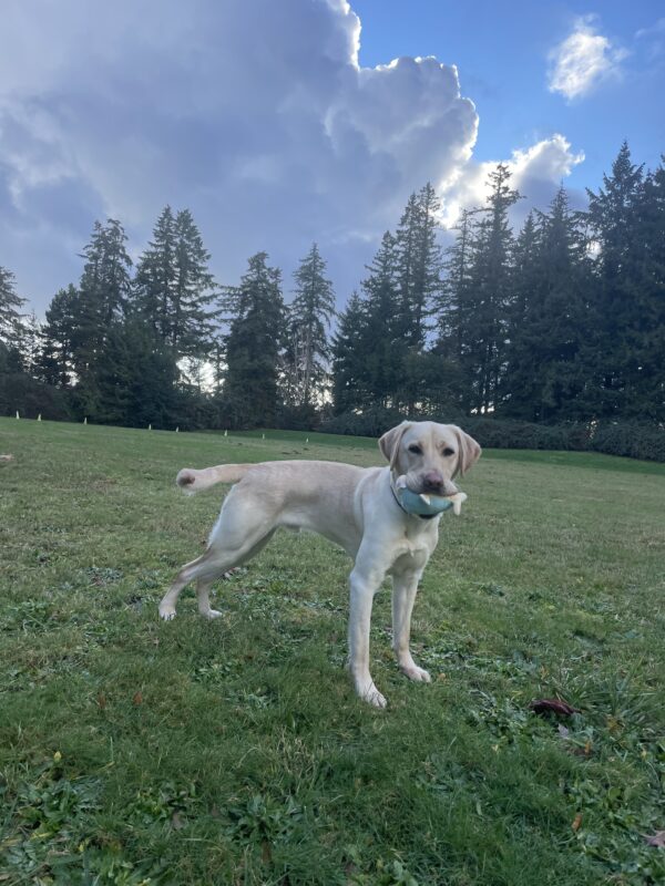 Booker, a light yellow Labrador, stands looking at the camera with a blue stuffy in his mouth. He is in a large grassy field with tall fir trees and the sun peeking through a cloudy sky in the background.