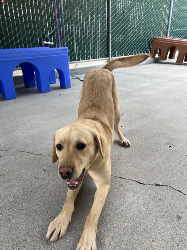 Sky is in the community run area of the kennels. She is doing a play bow infront of the camera. Two plastic play structures are behind her, one blue and one brown.