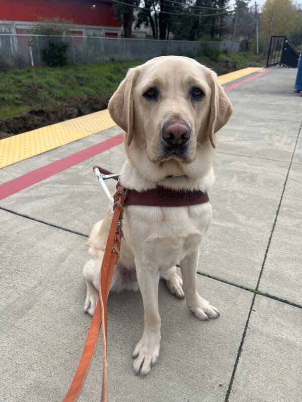 Higgins is sitting on a train platform in his guide dog harness. He is looking into the camera.