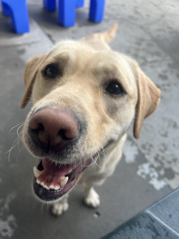 Fuchsia is in the community run area of the kennels. She is looking up into the camera with a smile on her face.