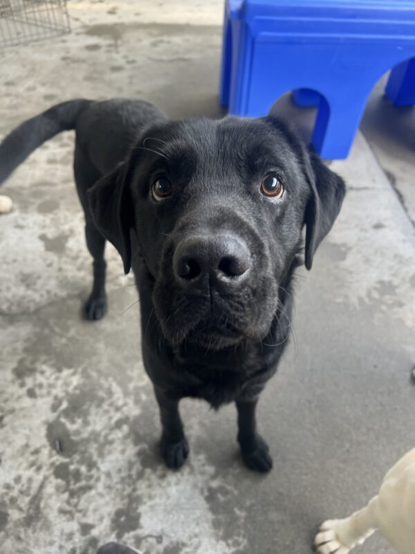 Nero is standing in the community run area of the kennels. He is looking up at the camera with his tail 