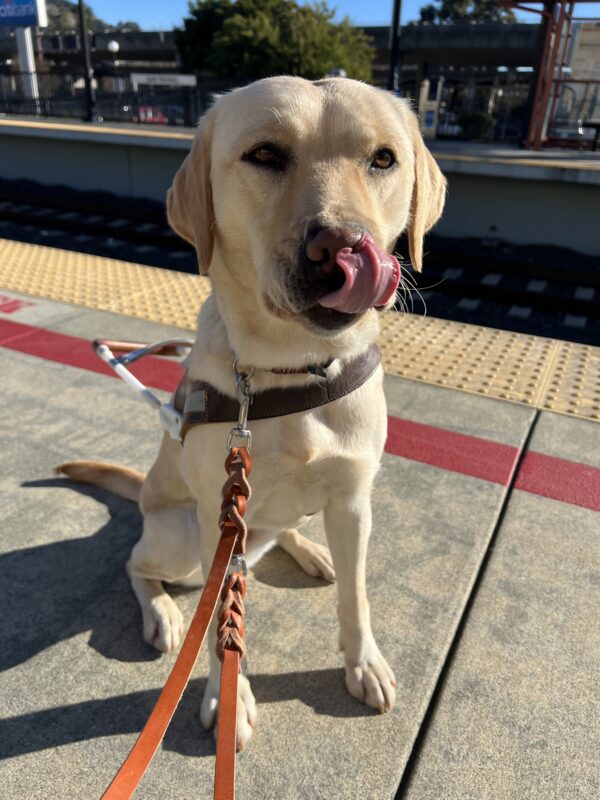 Fuchsia is sitting on a train platform in her guide dog harness. She is looking into her harness as she licks her nose.