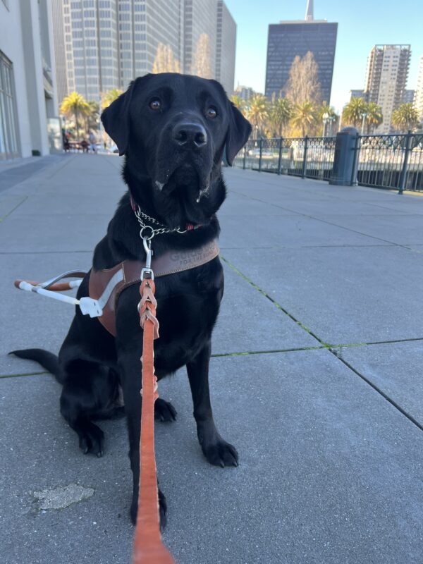 Norris is sitting on a sidewalk in San Francisco. He is wearing his guide dog harness and looking off to the side of the camera. There are high rise buildings behind him.