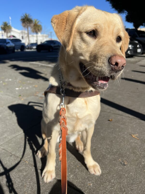 Sky is wearing her guide dog harness and sitting on a sidewalk in San Francisco. She is looking off to the side of the camera. There are palm trees behind her in the distance.