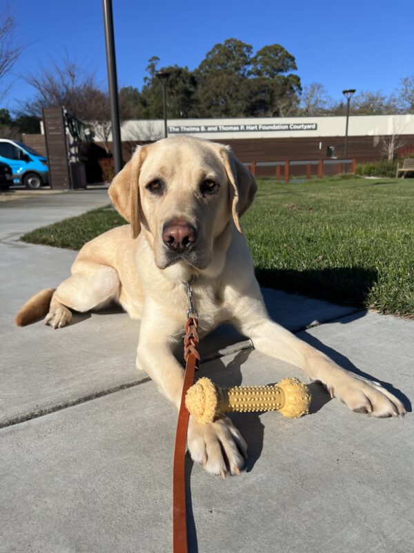 Higgins is relaxing on a sidewalk by a grassy area of the California campus. He has a yellow bone resting on one paw.