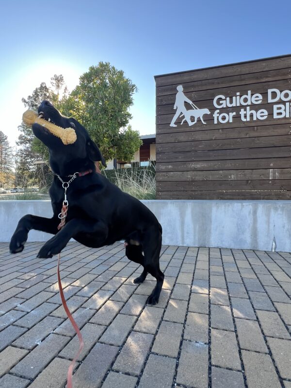 Norris is jumping in the air with his front two paws. He has a yellow bone in his mouth and is looking at the camera out of the side of his eye.