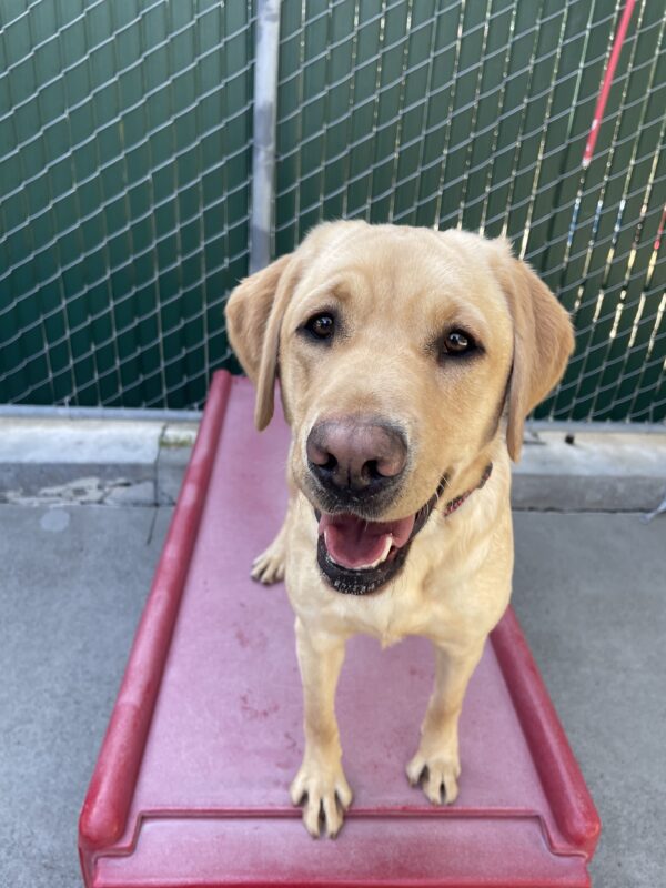 A close up of Hope standing on a red play structure enjoying play time in community run. She is looking adorably at the camera with a relaxed open mouth smile.
