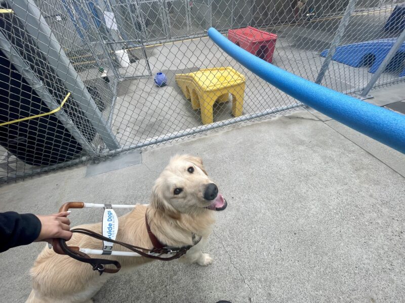 Collins wears his GDB harness and proudly gazes up at the camera while stopping to show his instructor a blue, pool noodle overhead. Colorful play structures and the community run area can be seen in the background.