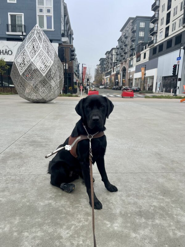 Melbourne sits in harness wearing his back booties and gazes directly at the camera. A street lined with tall apartment buildings as well as a large, metal, tear shaped statue can be seen in the background.