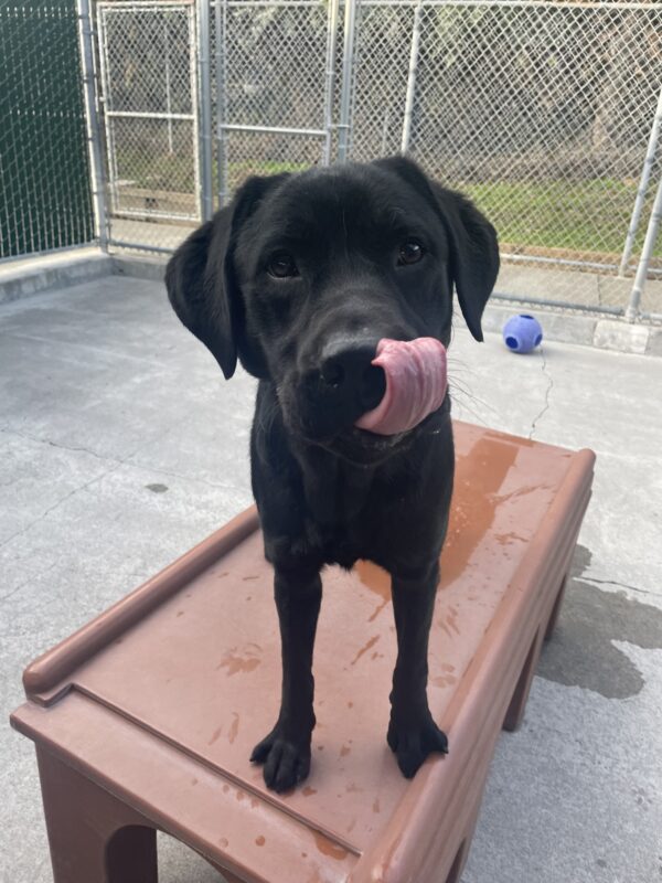 Melbourne stands on a play structure during his time in community run. He is looking playfully at the camera with his tongue out touching his nose.