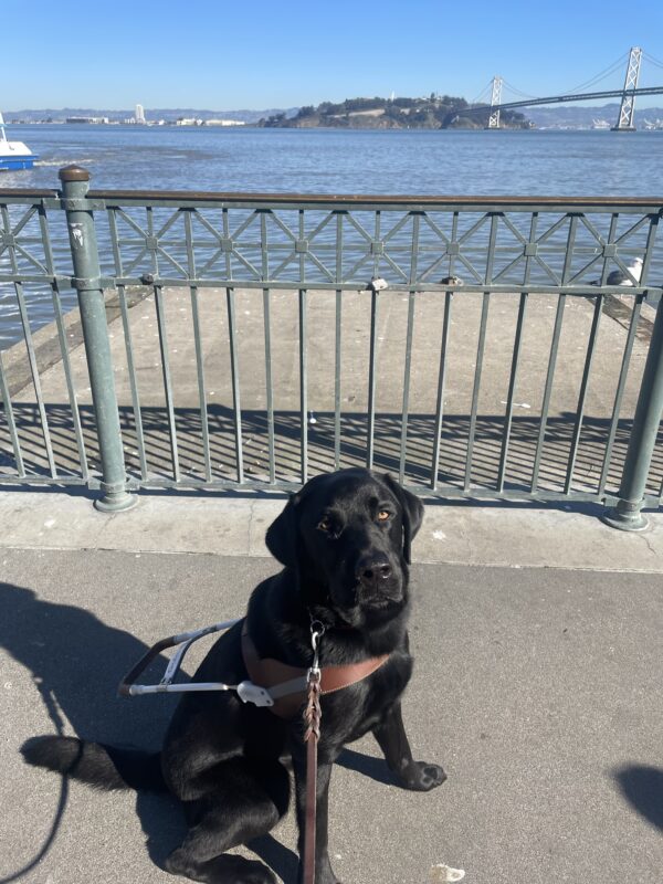 Davey sits in harness on a sidewalk and is gazing handsomely at the camera. The San Francisco Bay and Bay bridge can be seen in the background.