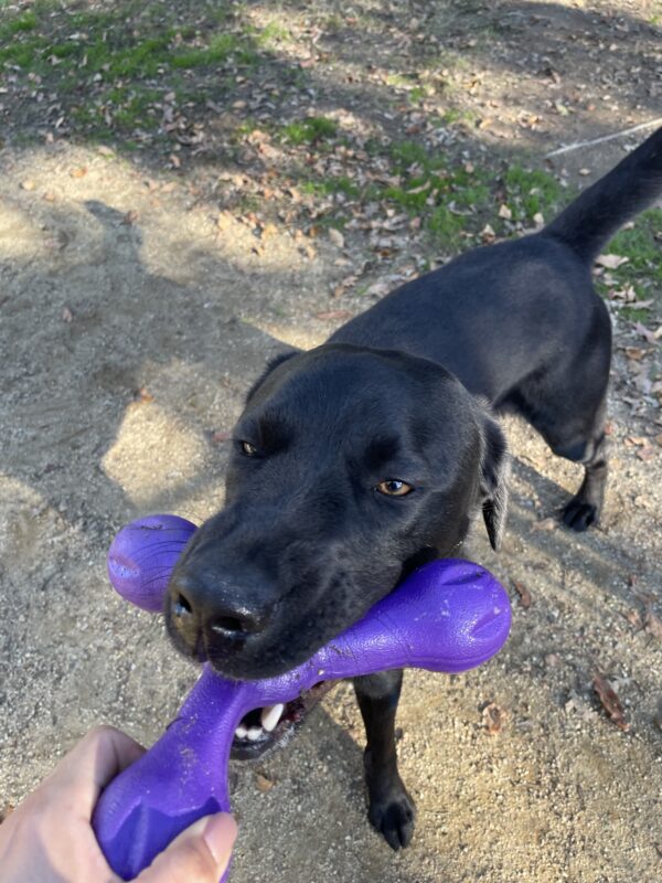 Davey grabs onto a purple tug toy while his instructor holds the other end in a strong game of tug of war in the grass paddock.