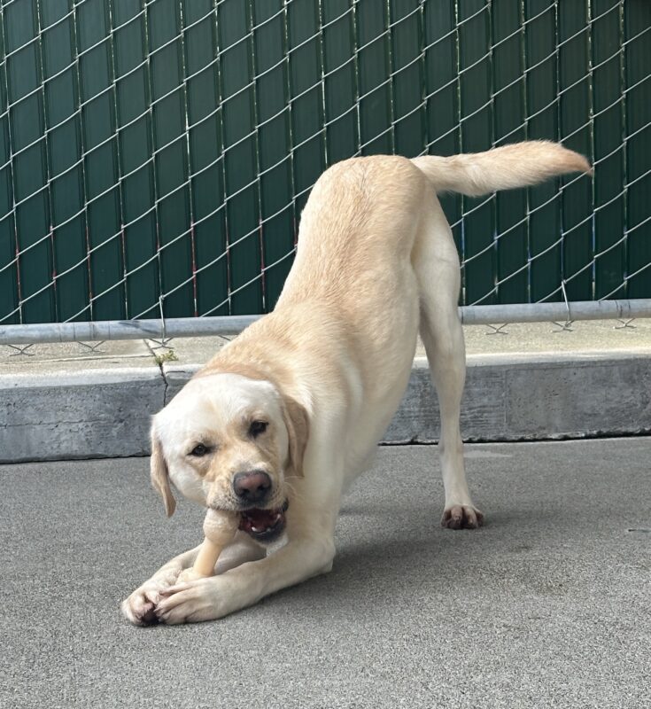 Vinny is chewing on a bone while in a play bow position. He is facing towards the camera but slightly looking past the lens.