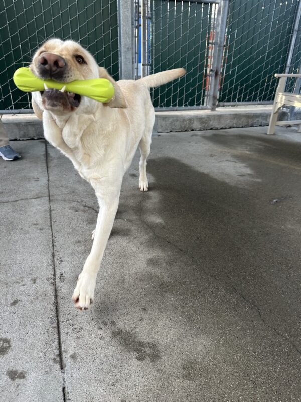 Rollo is happily prancing over to the camera, holding onto a neon green rubber toy in one of the group play area.
