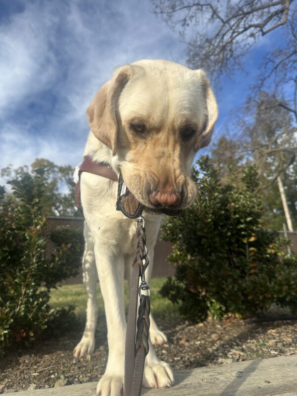 Rollo is standing in harness between two green bushes, looking down towards the camera. He is holding a small soft toy in his mouth after having enjoyed a short play session.