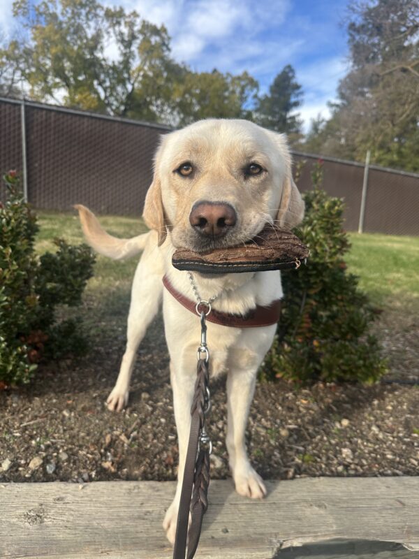Vinny is standing in harness between two green bushes, looking directly at the camera in close range. He is holding a small soft toy in his mouth and his tail is mid wag after having enjoyed a short play session post route.