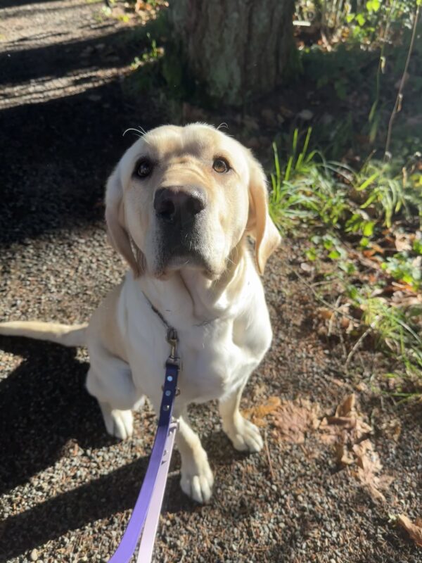 Yellow lab, Ledger, sits on a gravel trail and looks into the camera. The sun is shining on him, making him look glowing.