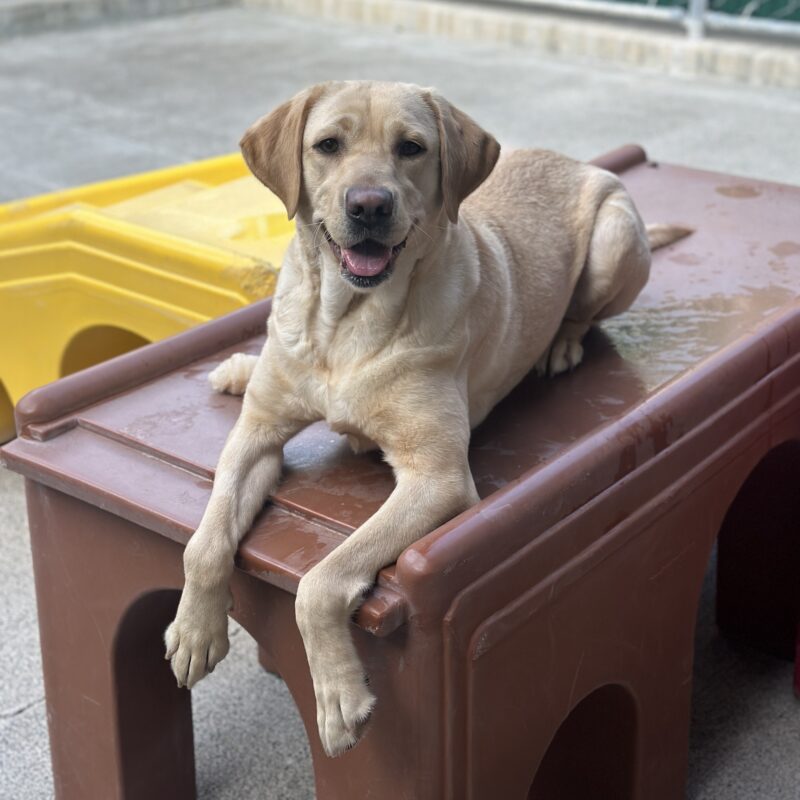 Kumi is laying on a plastic brown play structure looking at the camera with her tongue out.