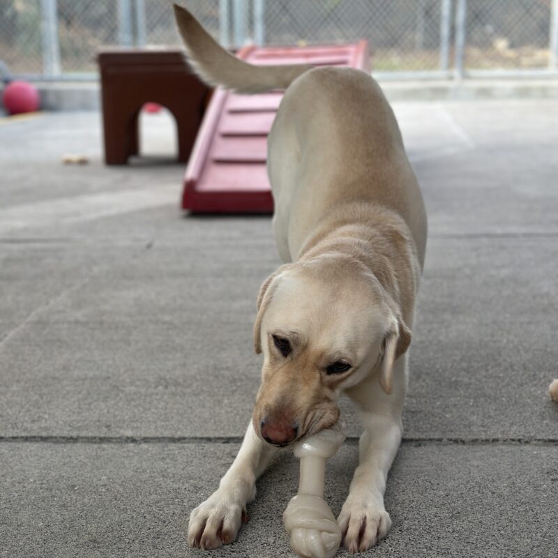Prosecco play bowing with a bone in her mouth.