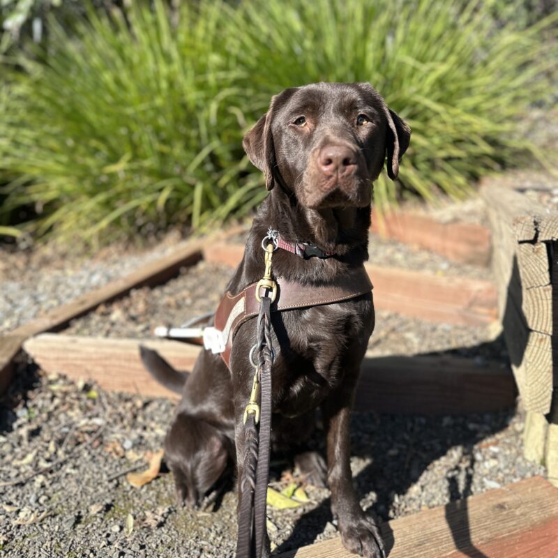 Oatly is in harness sitting on dirt steps with green bushes in the background.