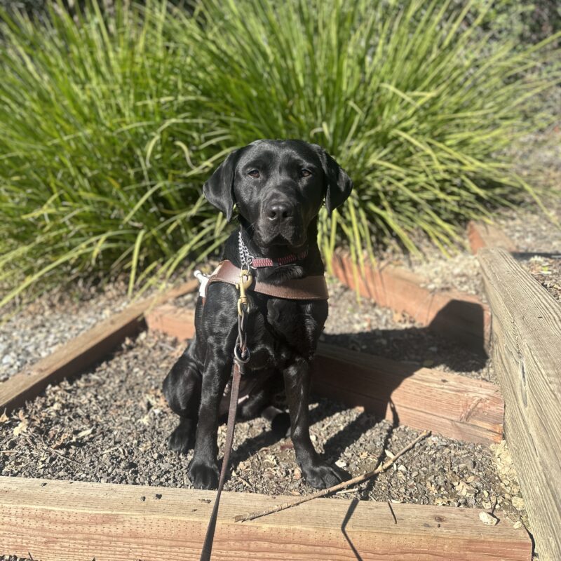 Helena is in harness sitting on dirt steps with green bushes in the background.