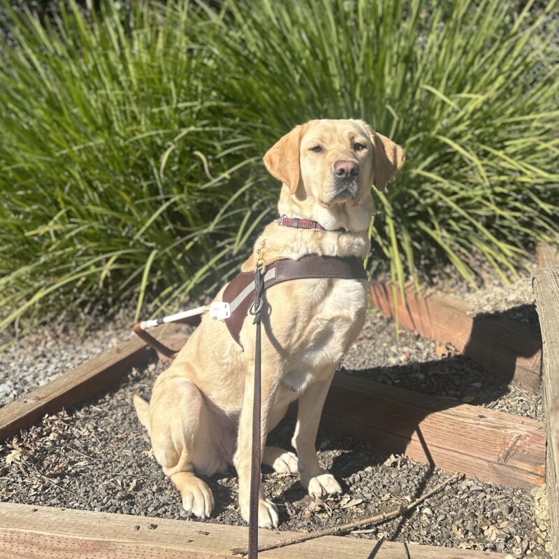 Kumi is in harness sitting on dirt steps with green bushes in the background.