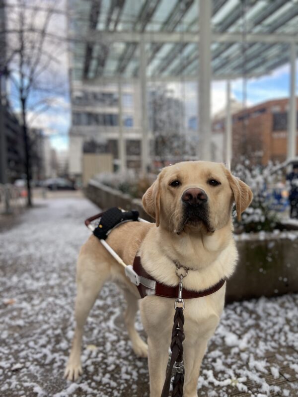 Ivan stands underneath a fake snow machine in downtown Portland. He is wearing his guide dog harness and looking at the camera and there is fake snow scattered on the ground.