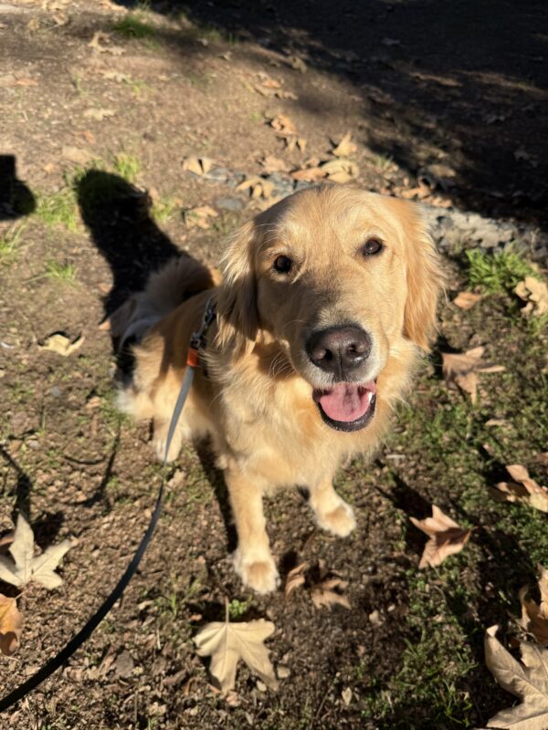 <p>Ivy basks in the sun while out on an adventure walk. She is sitting, looking up at the camera with her mouth open in a relaxed smile. Around her are grass, rocks and fallen leaves.</p>