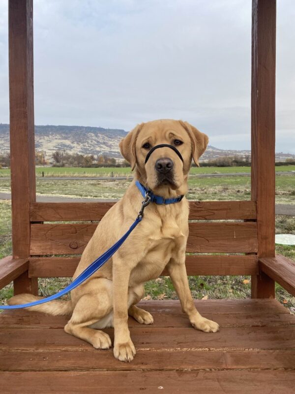 Yellow Lab Jacob on a wooden bench with hills and nature behind him