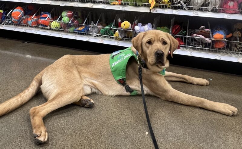 Yellow Lab Jacob laying on a concrete floor in front of a shelf filled with dog toys