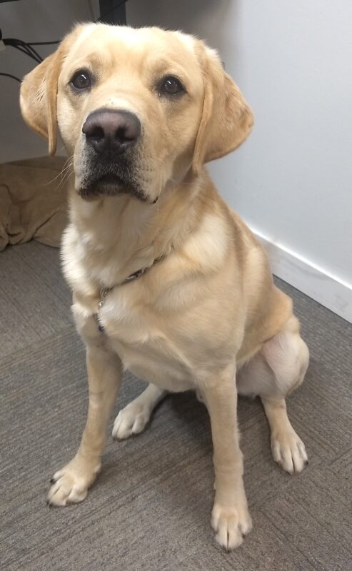 Yellow lab Jafar sitting up at attention in an office waiting for his treat!