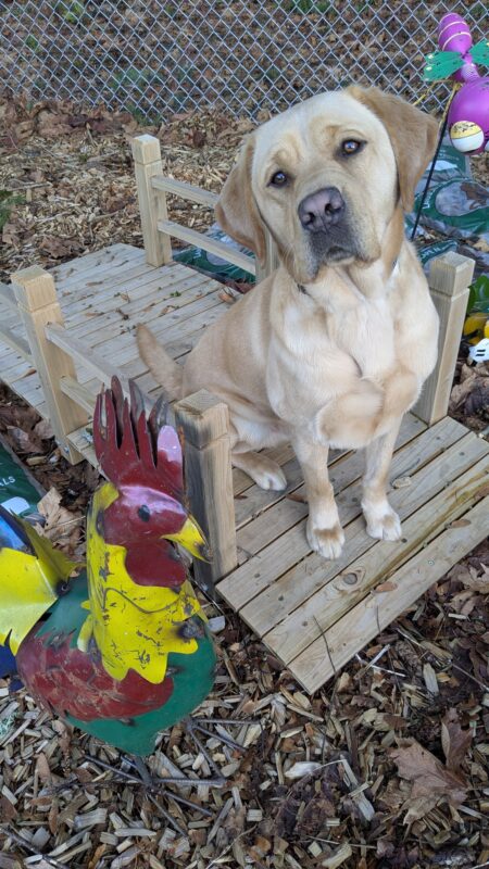 Grady, yellow lab, sits on a wooden bridge looking directly at the camera with his head cocked slightly to the side. Around the bridge wooden bark chips and a colorful metal rooster can be seen.