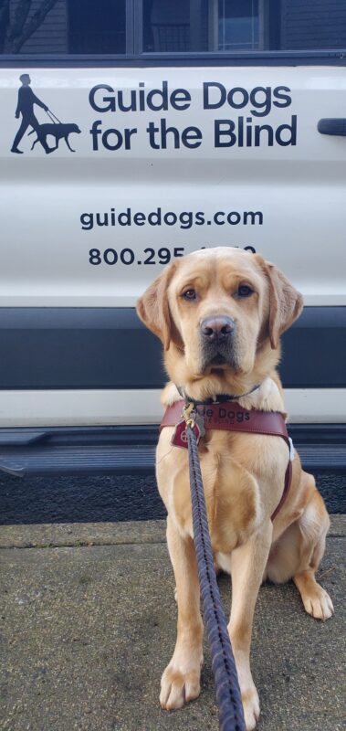 Grady, yellow lab, sits squarely in his harness in front of the training van. He is looking directly at the camera, and behind him you can see the Guide Dogs for the Blind logo on a white vehicle.