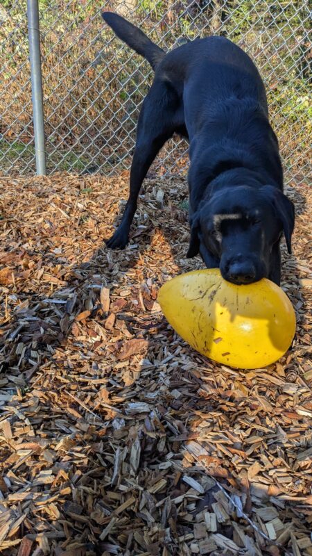 Kazoo, black lab, plays with a large yellow egg toy in a fenced in, bark chip play area. He has his hind end up in the air, tail wagging behind him and his head and shoulders down low with his mouth around the large toy.